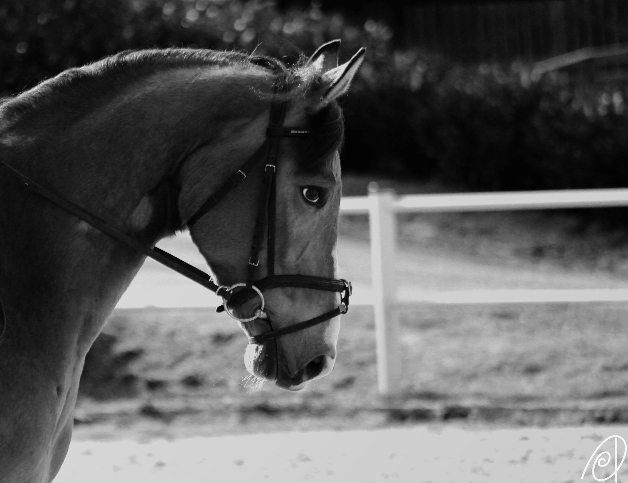 Canon EF 80-200mm F4.5-5.6 II sample photo. Horse photography