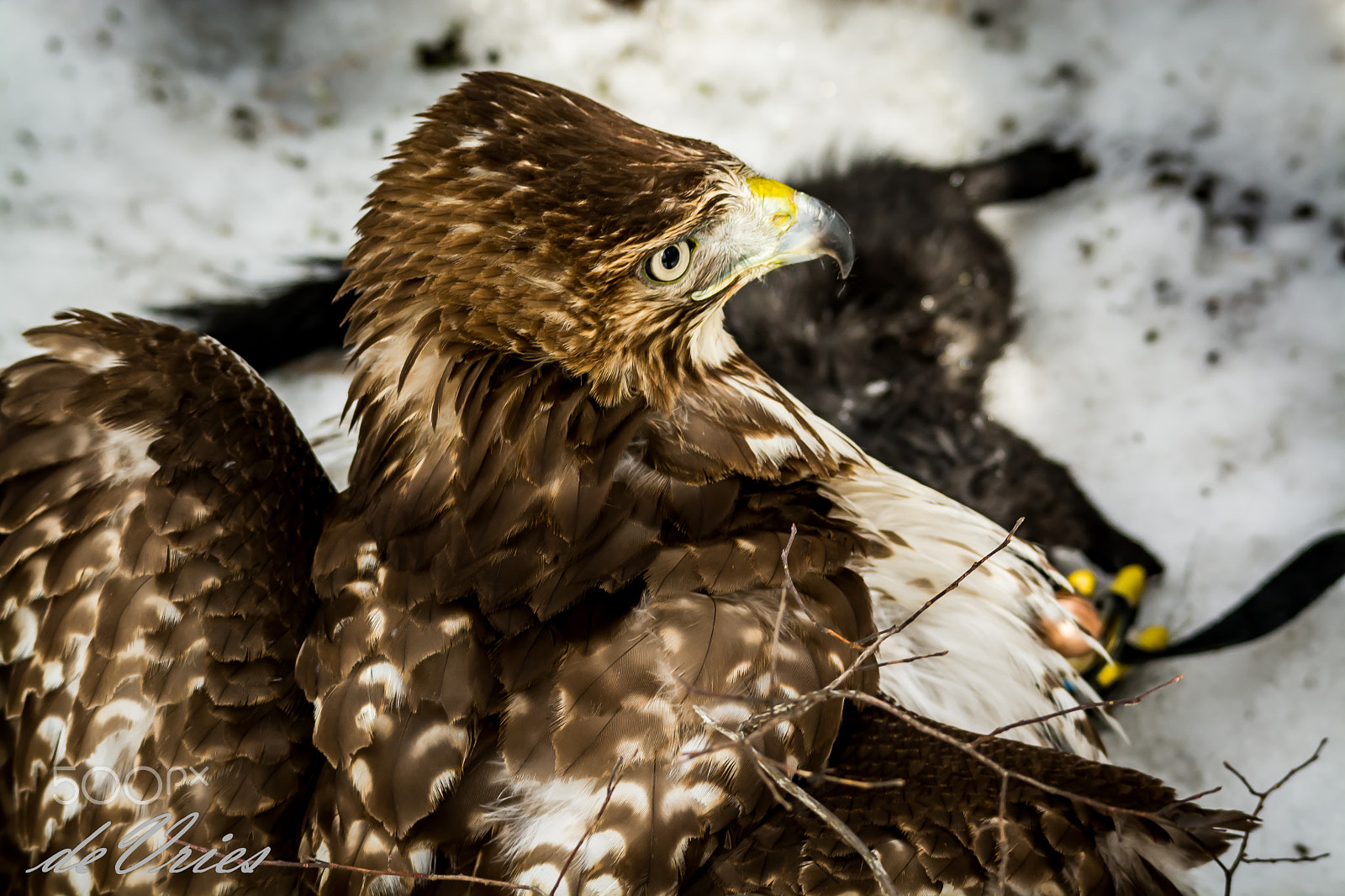 Sigma 120-400mm F4.5-5.6 DG OS HSM sample photo. Back off people . . . photography