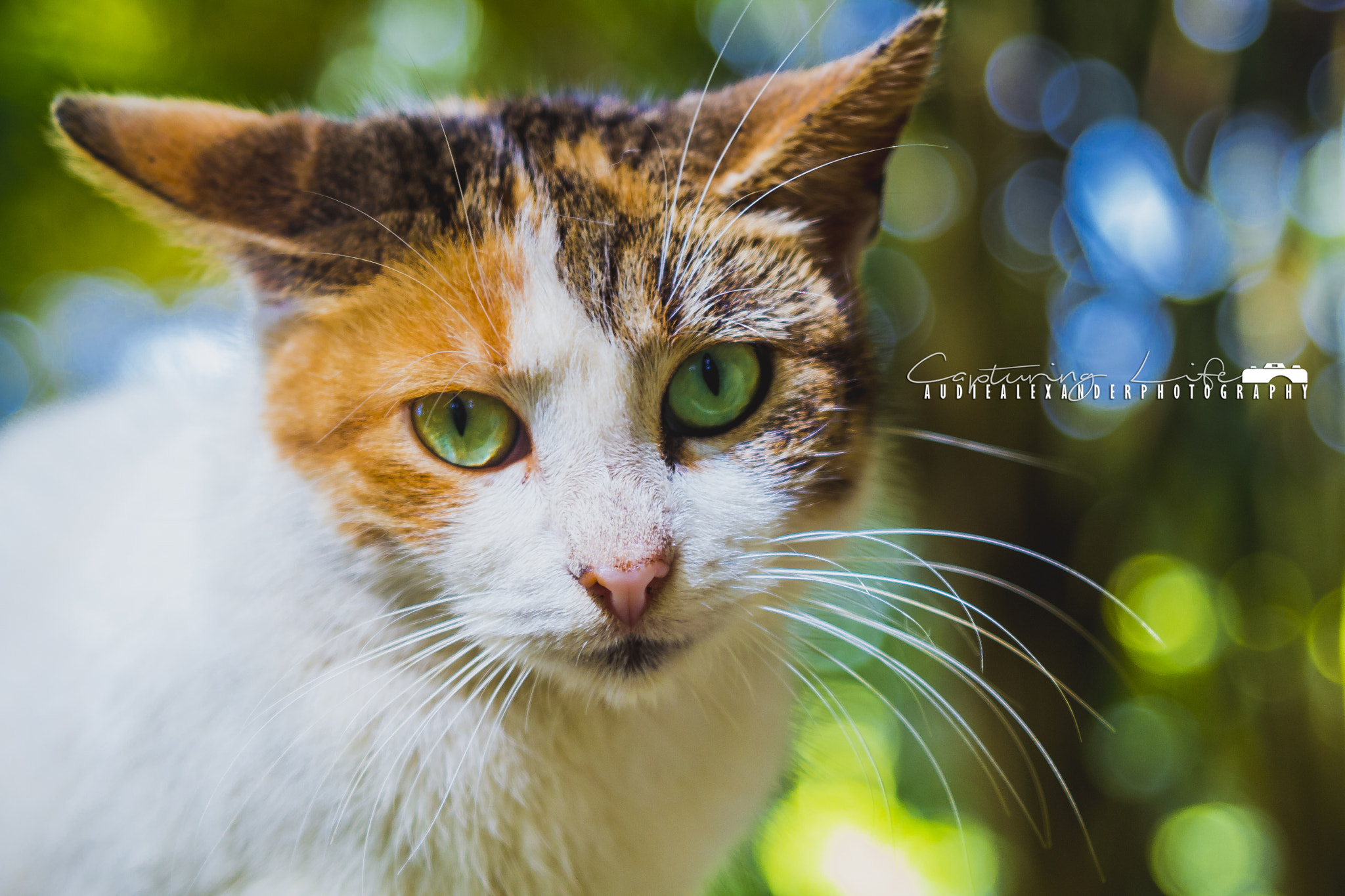 Canon EF 28-105mm f/3.5-4.5 USM sample photo. Bright eyes photography
