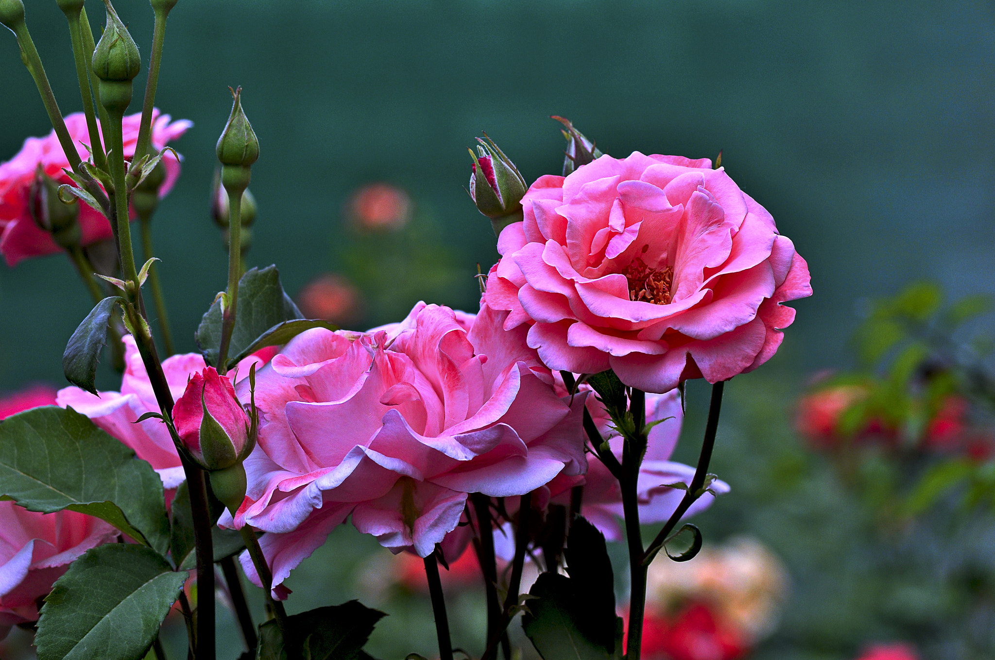 Nikon D300 + AF Micro-Nikkor 105mm f/2.8 sample photo. Розы photography