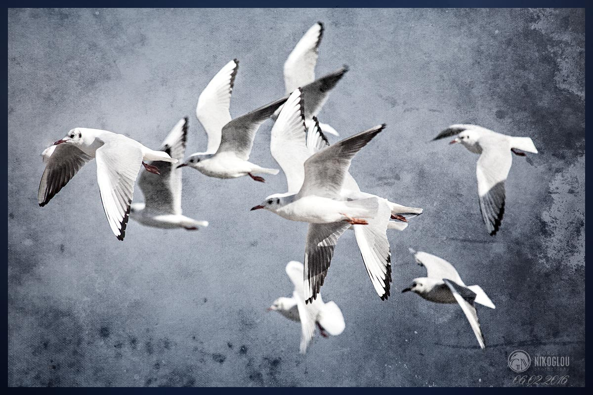 Canon EF 35-350mm F3.5-5.6L USM sample photo. Free birds photography