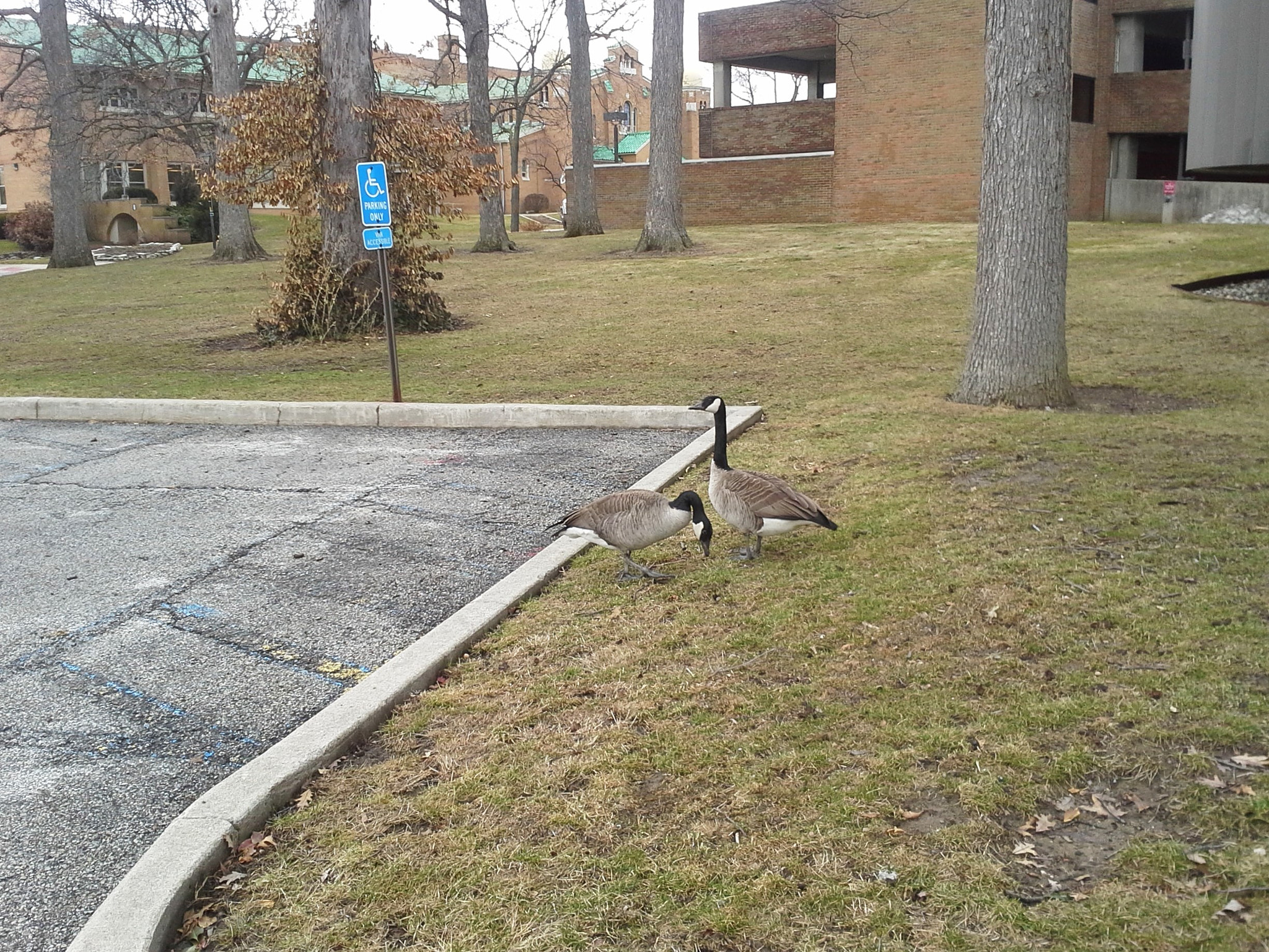 Samsung Galaxy Victory sample photo. Geese parents guarding their nest photography