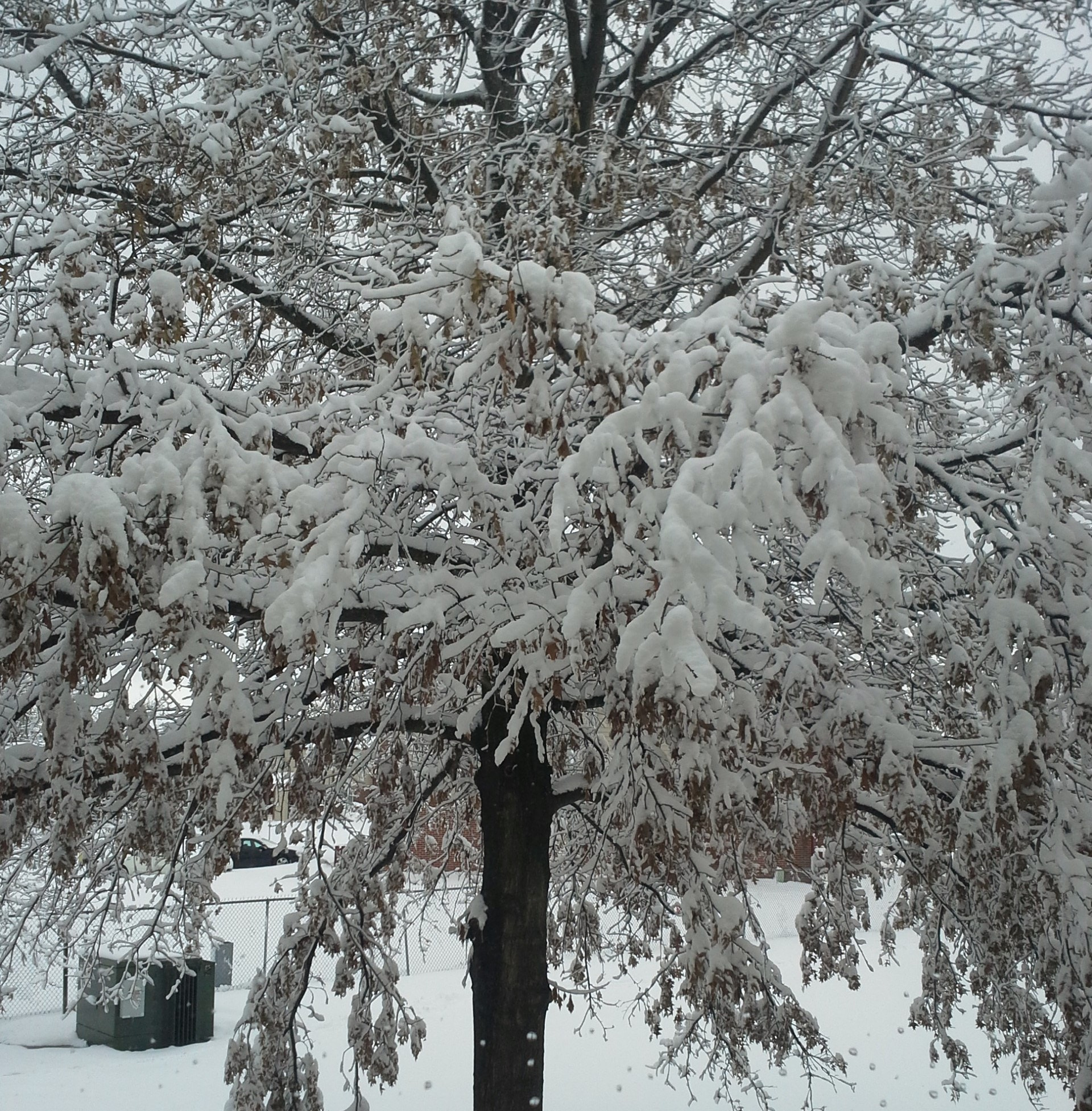 Samsung Galaxy Victory sample photo. Snow-covered tree outside my window photography