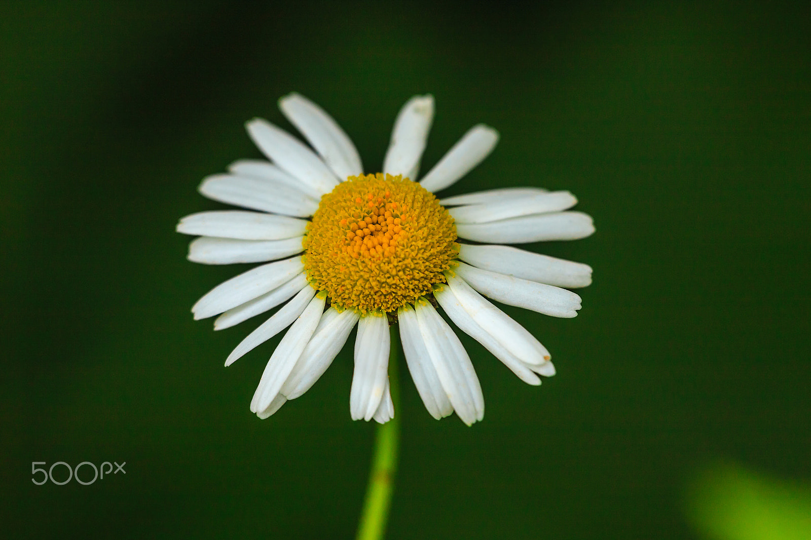 Sigma APO Macro 150mm f/2.8 EX DG HSM sample photo. White flower photography