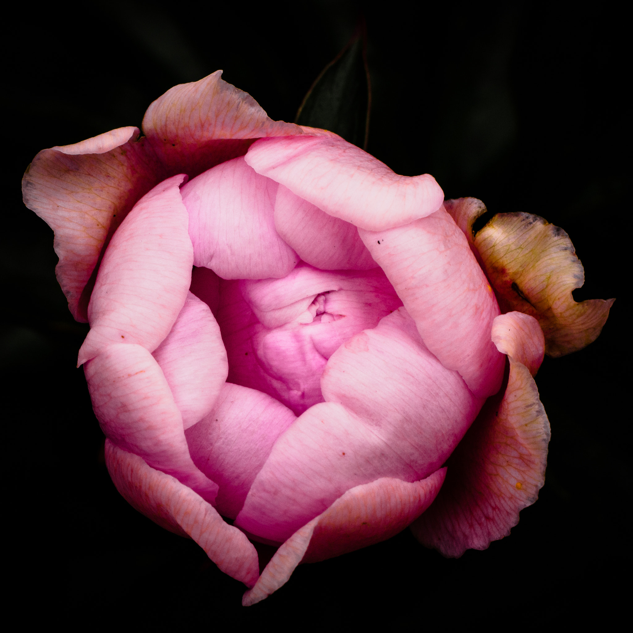 Panasonic Lumix G Macro 30mm F2.8 ASPH Mega OIS sample photo. Purple flower photography