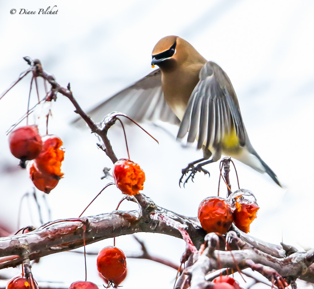 Canon EF 300mm F2.8L IS II USM sample photo. Cedar waxwing photography