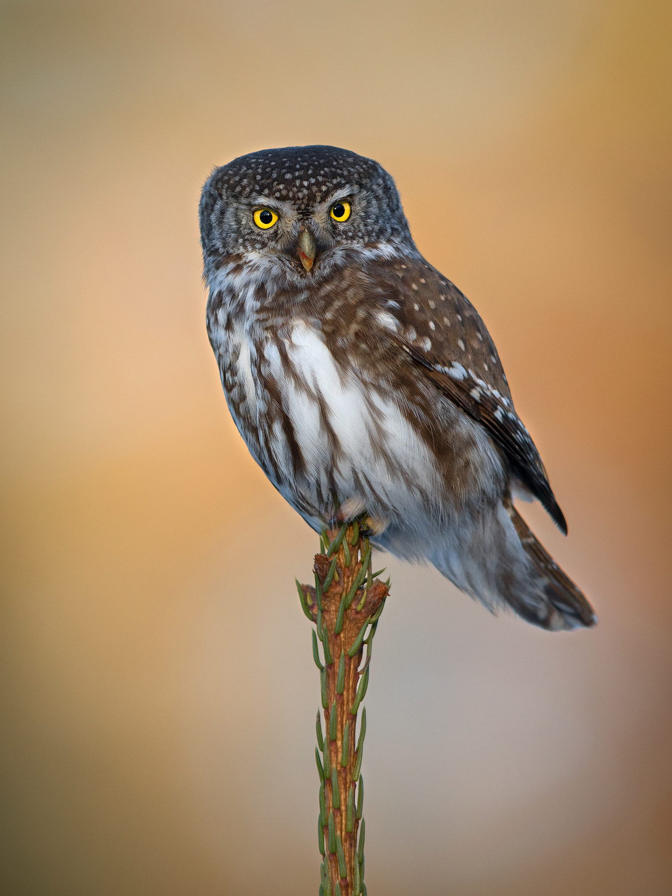 Canon EF 400mm F2.8L IS II USM sample photo. Bloody cute photography