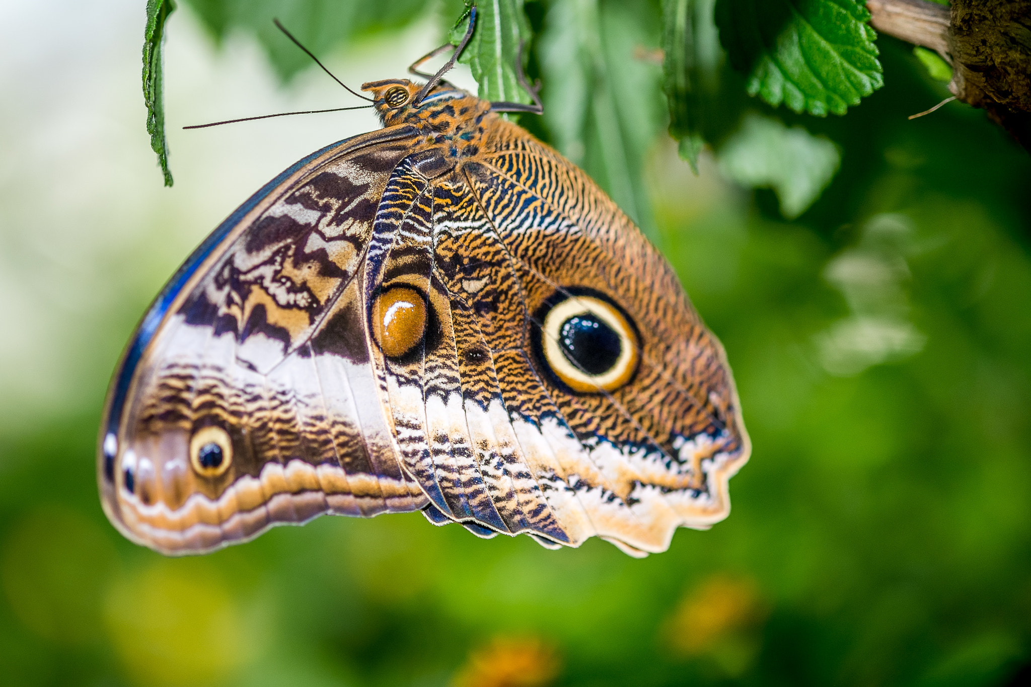 Fujifilm X-M1 + Fujifilm XF 60mm F2.4 R Macro sample photo. Calligo photography