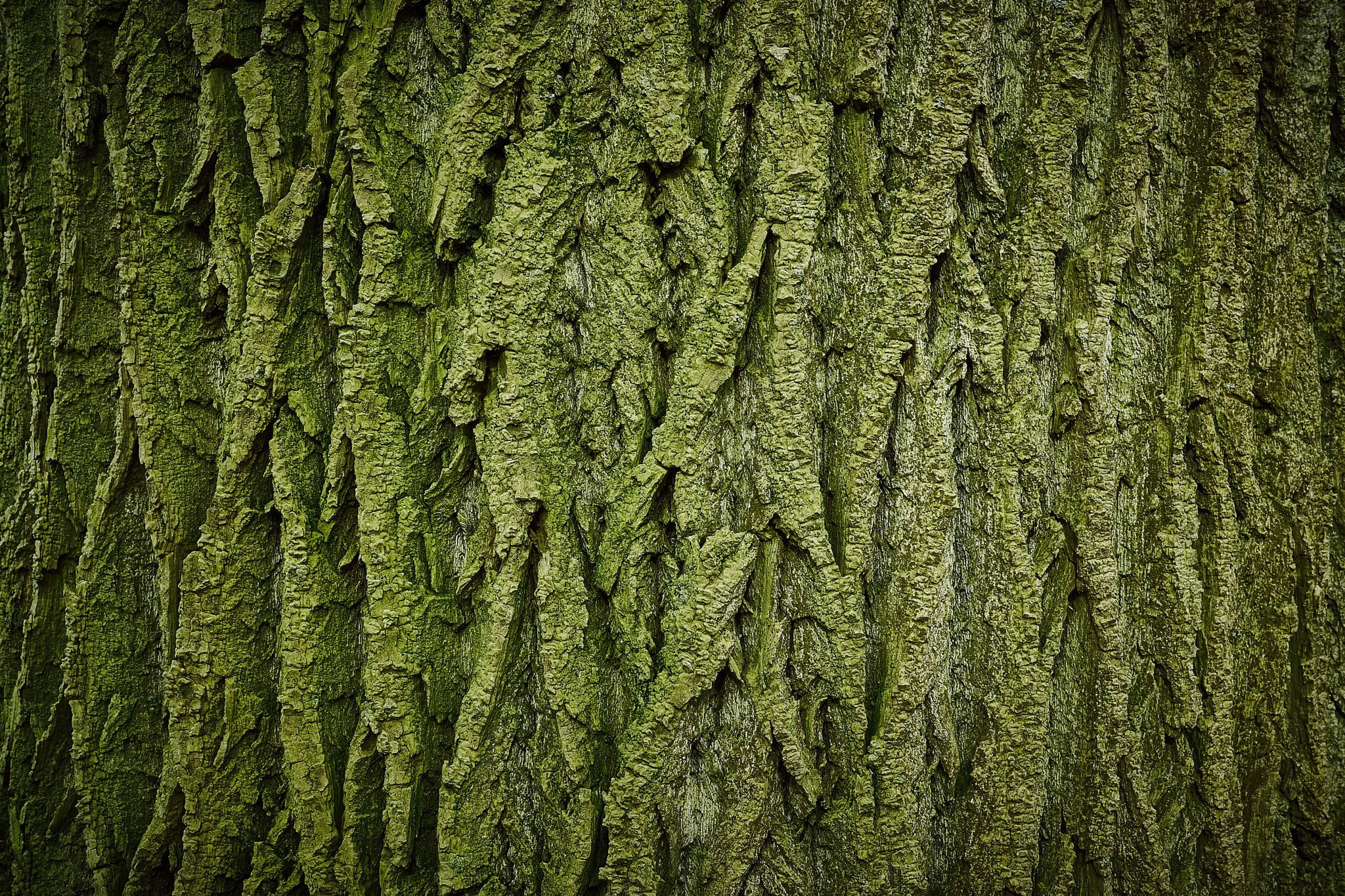 Sony ILCA-77M2 + Sony DT 35mm F1.8 SAM sample photo. Tree bark photography