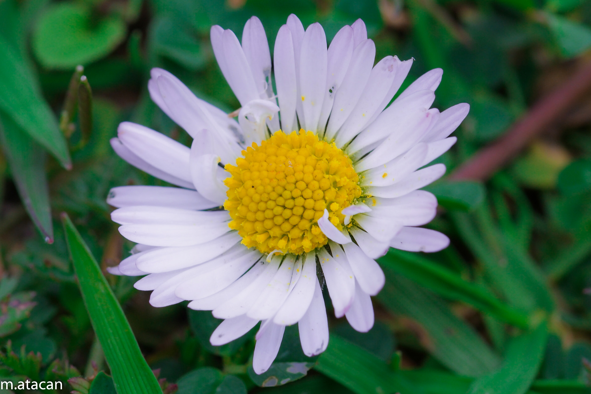 NX 60mm F2.8 Macro sample photo. Daisy photography