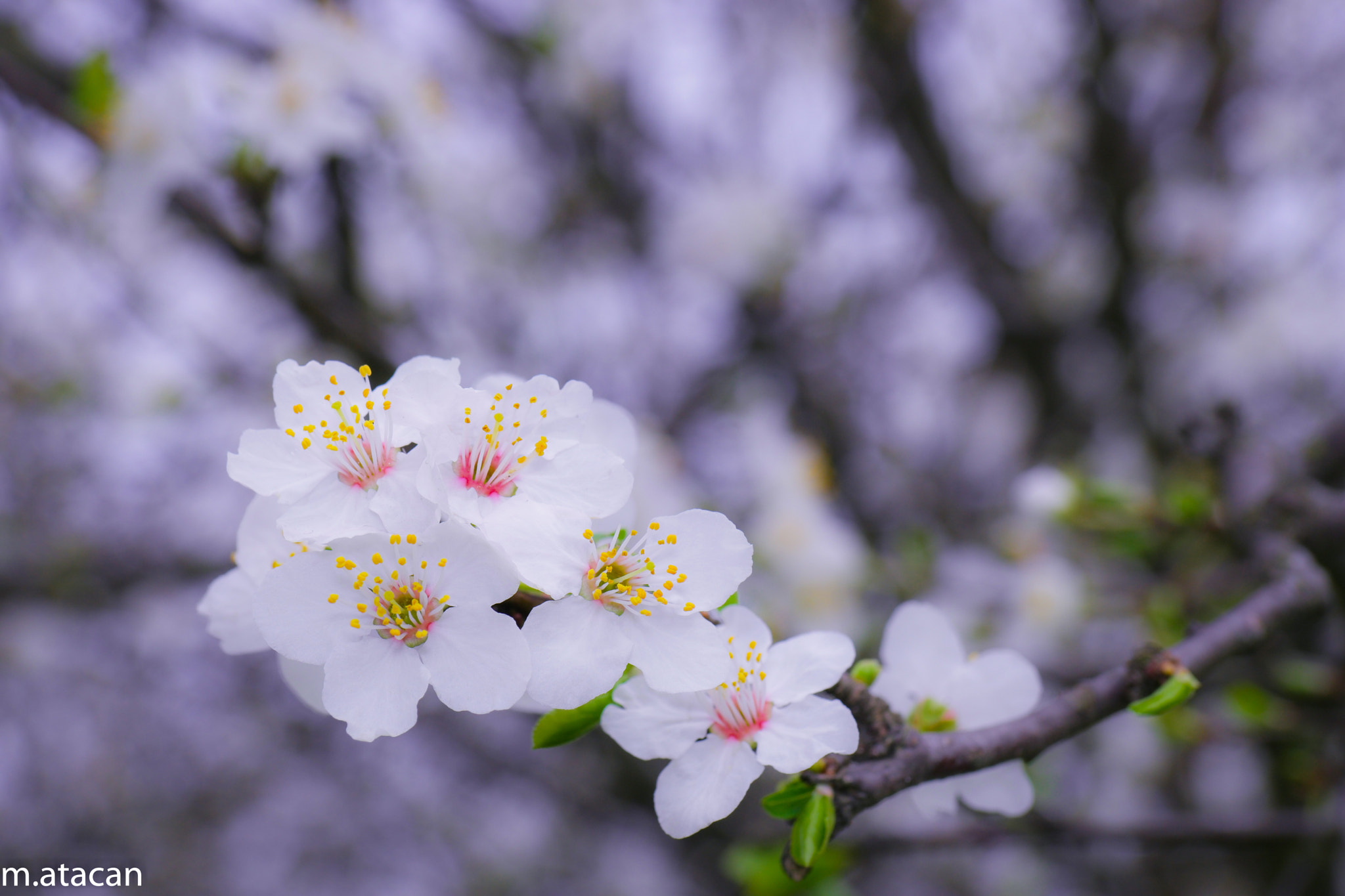 NX 60mm F2.8 Macro sample photo. Blossoms photography