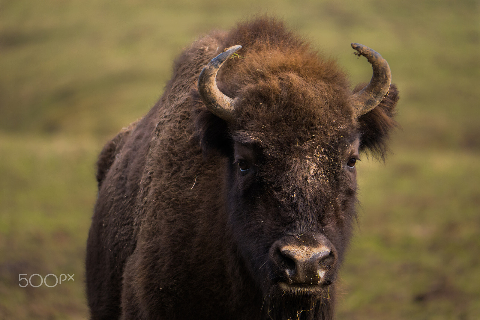 Panasonic Lumix DMC-GX7 sample photo. European bison (bison bonasus) photography