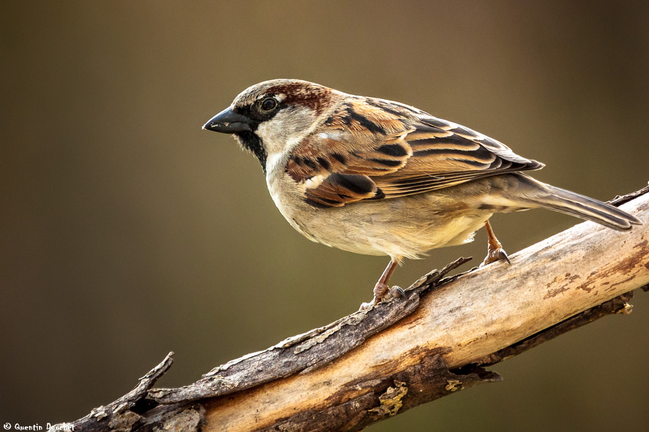 Canon EF 100-400mm F4.5-5.6L IS USM sample photo. Moineau photography