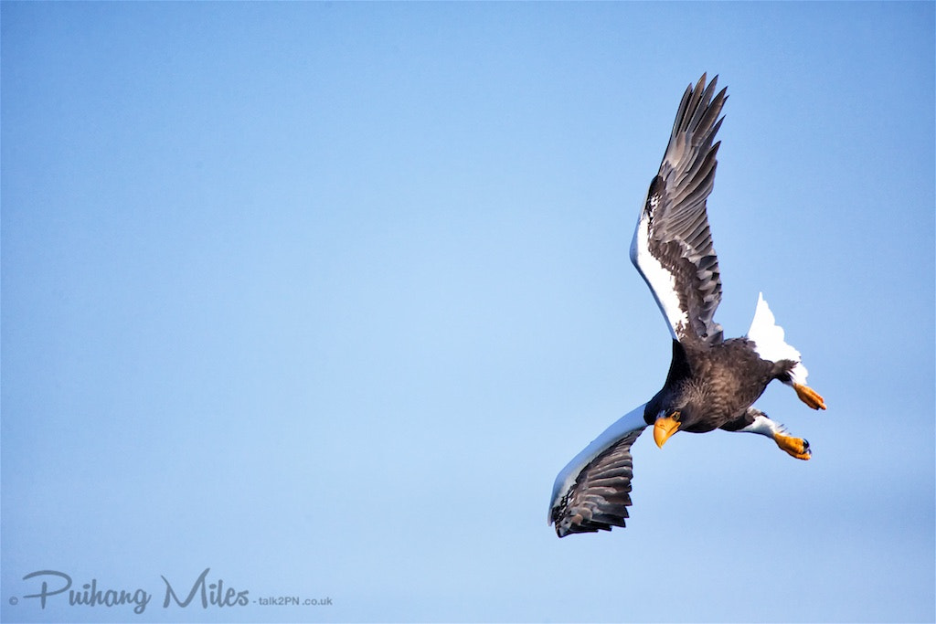 Canon EF 100-400mm F4.5-5.6L IS USM sample photo. Diving eagle photography