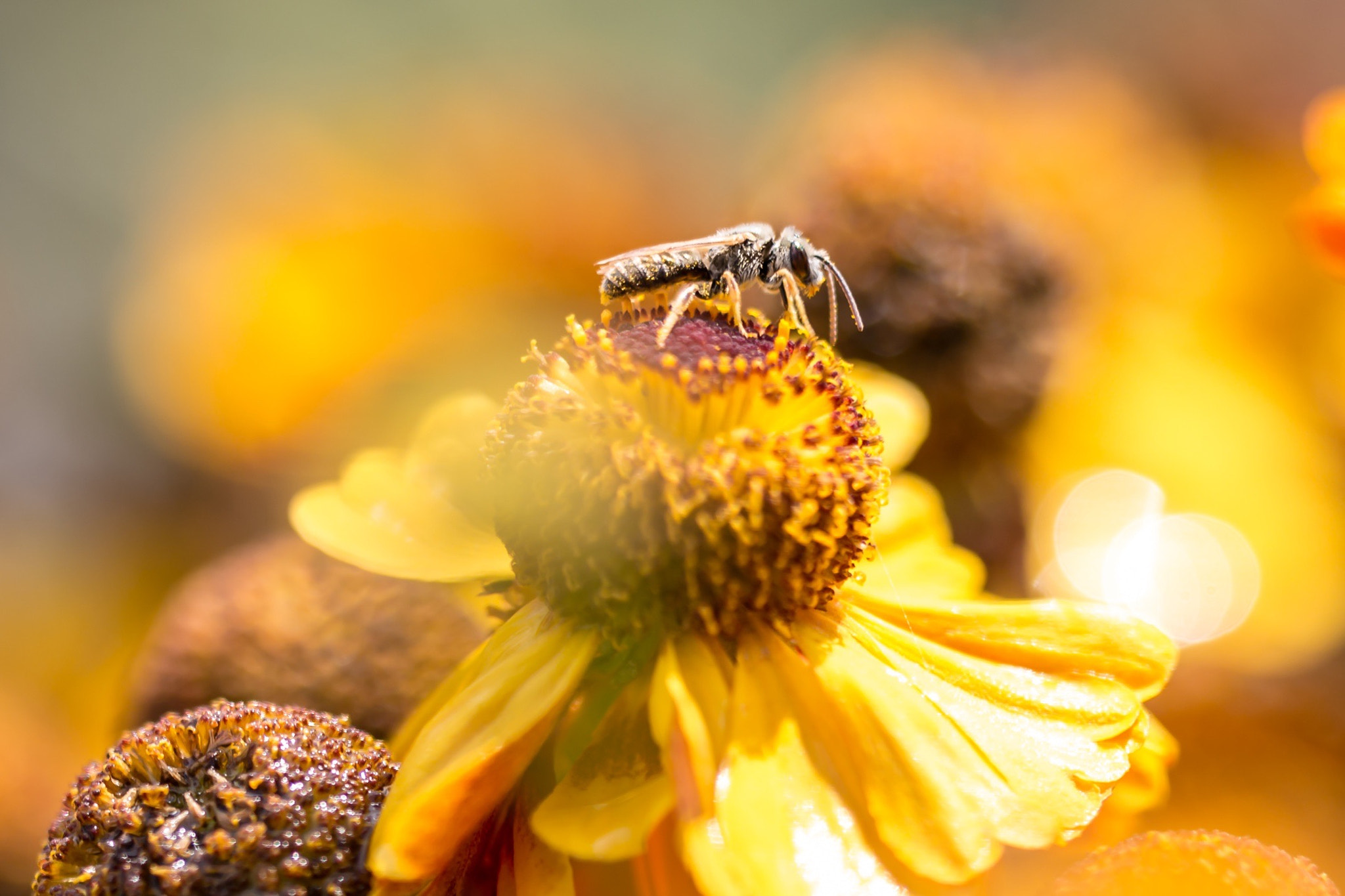 Sigma 150mm f/2.8 EX DG OS HSM APO Macro sample photo. Erdbiene photography
