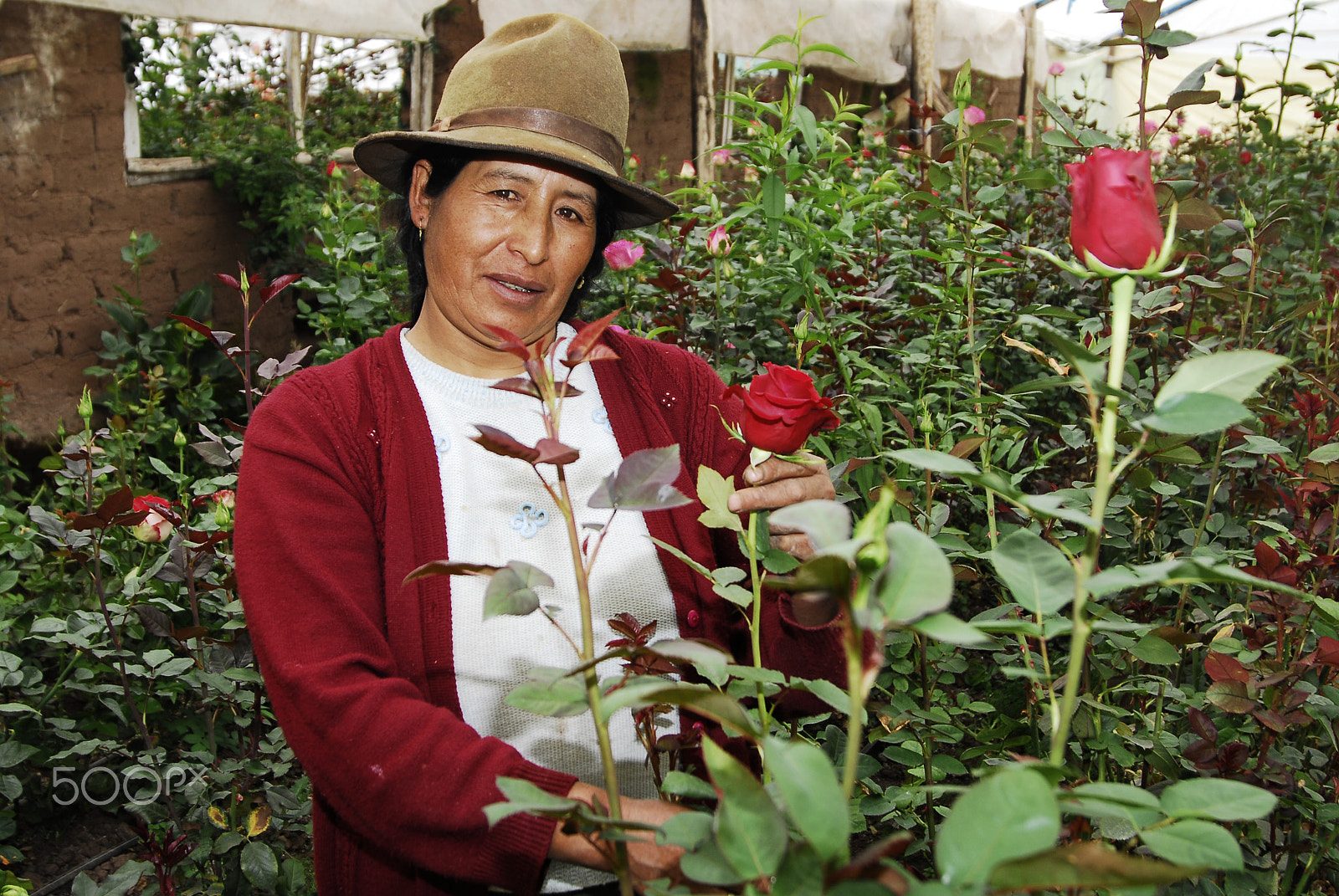 Nikon D200 sample photo. Cultivo de rosas en cuzco photography