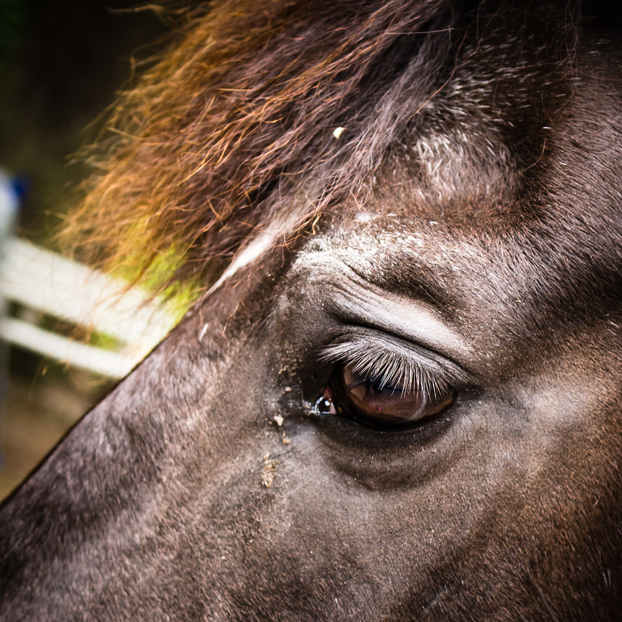Panasonic Lumix G Macro 30mm F2.8 ASPH Mega OIS sample photo. Closeup of a horse photography