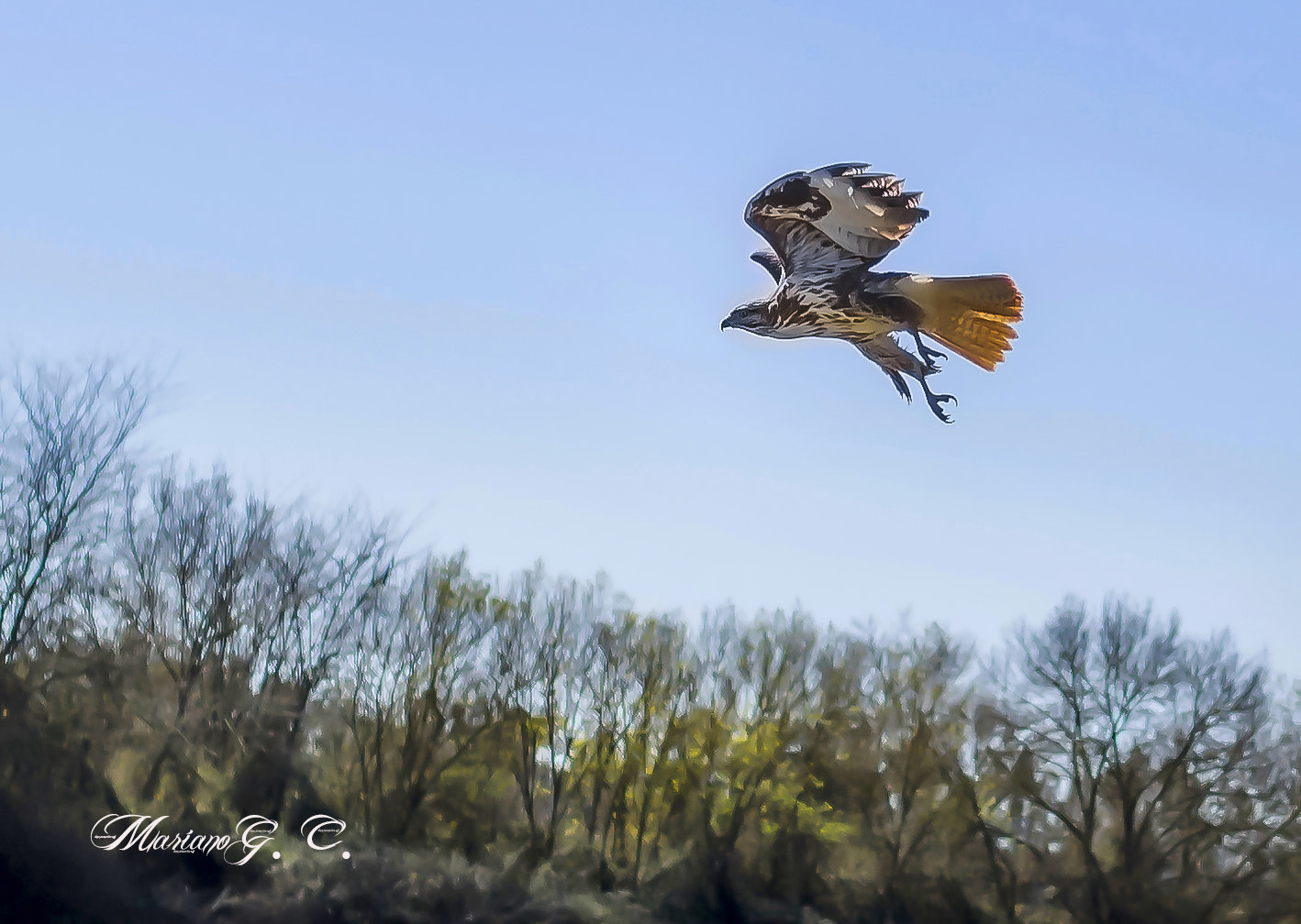 Olympus OM-D E-M1 + Panasonic Leica DG Summilux 25mm F1.4 II ASPH sample photo. Aguila calzada photography