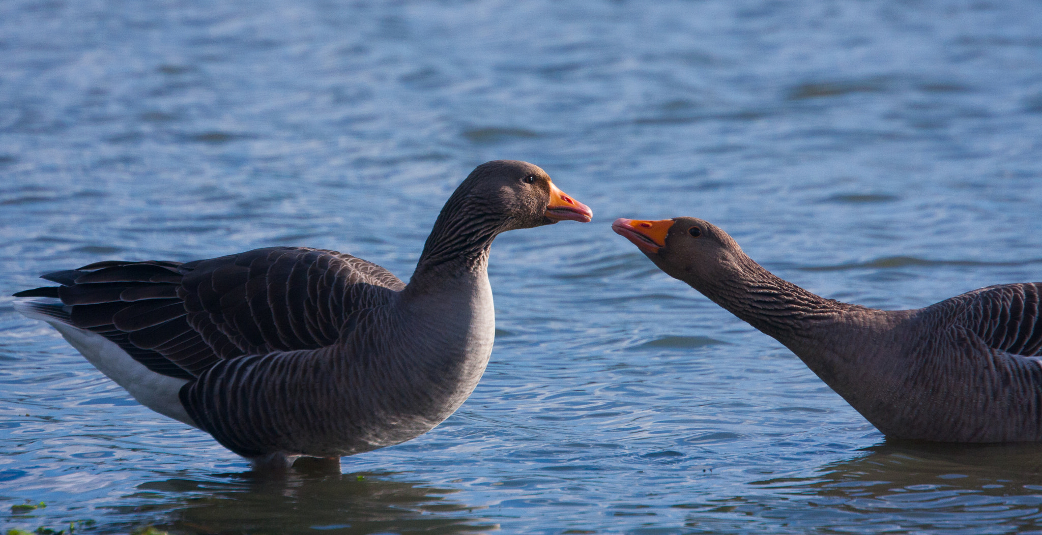 Canon EOS 40D + Canon EF 70-300mm F4.5-5.6 DO IS USM sample photo. Geese in love photography
