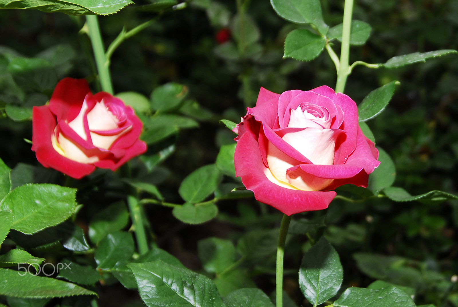 Nikon D200 sample photo. Rosas imperiales photography
