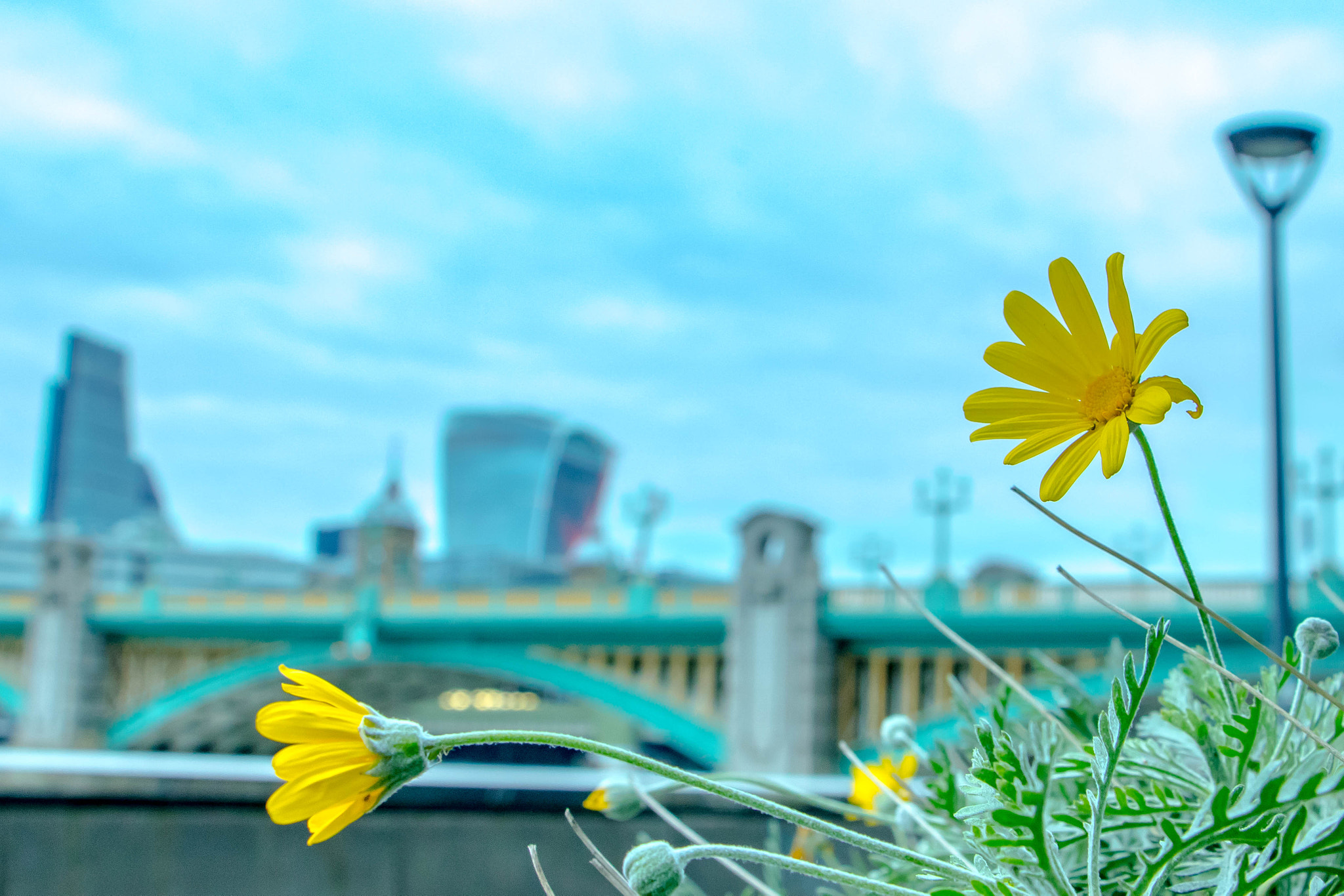 Canon EOS 760D (EOS Rebel T6s / EOS 8000D) sample photo. Flower and walkie talkie. photography