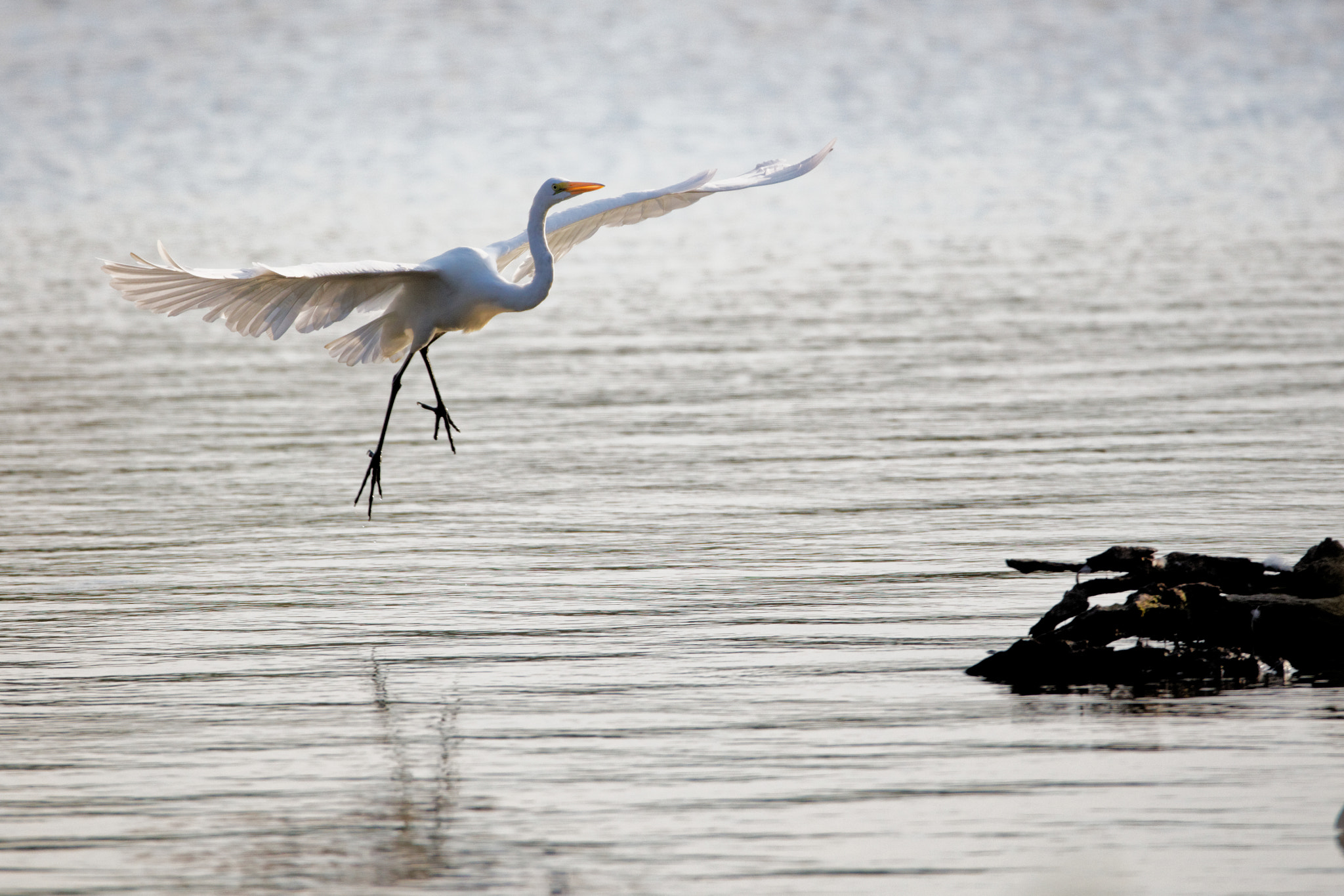 Canon EOS 5DS R + Sigma 150-600mm F5-6.3 DG OS HSM | C sample photo. Great egret photography