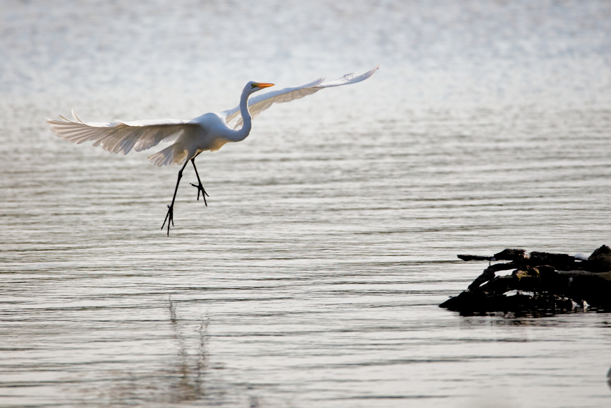 Sigma 150-600mm F5-6.3 DG OS HSM | C sample photo. Great egret photography