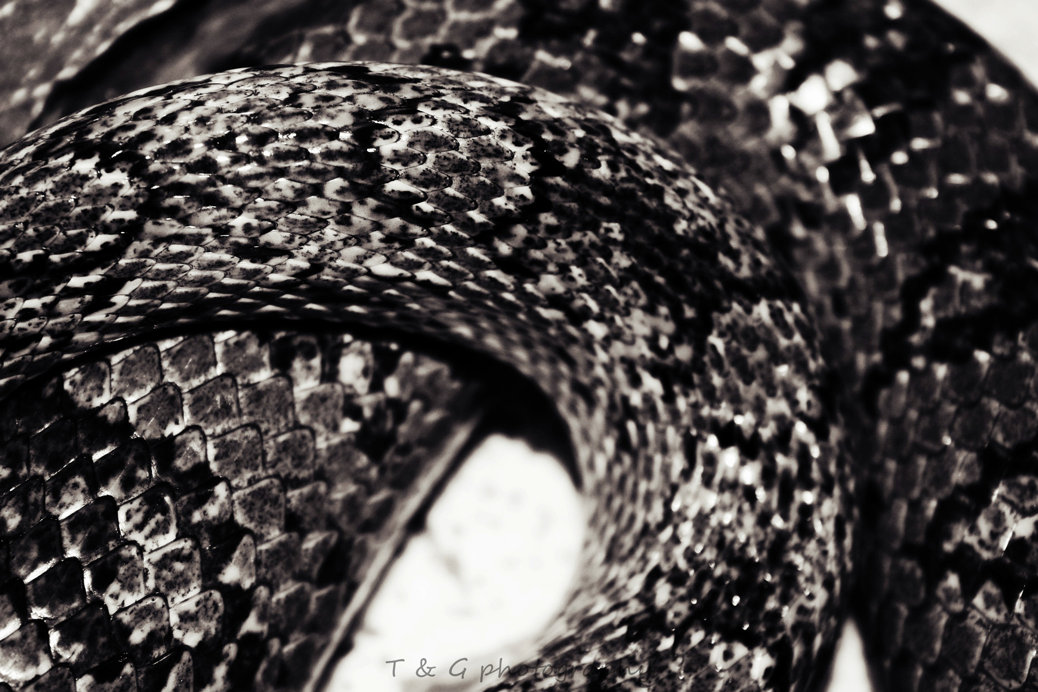 Canon EF-S 18-55mm F3.5-5.6 sample photo. Scales photography