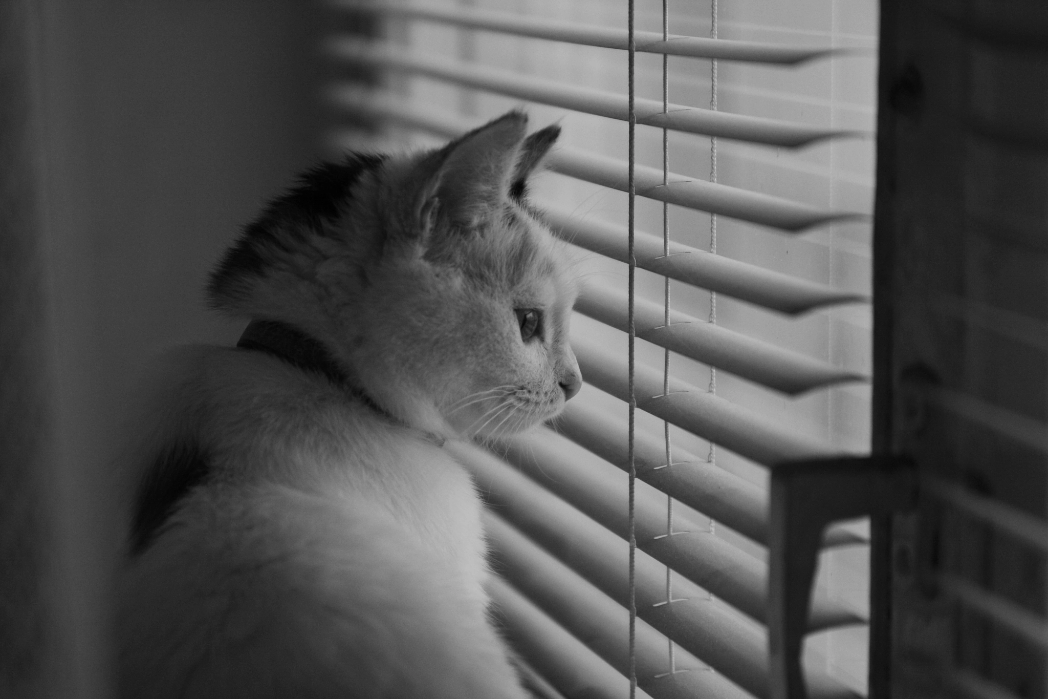 Canon EOS 1000D (EOS Digital Rebel XS / EOS Kiss F) sample photo. Dreaming photography