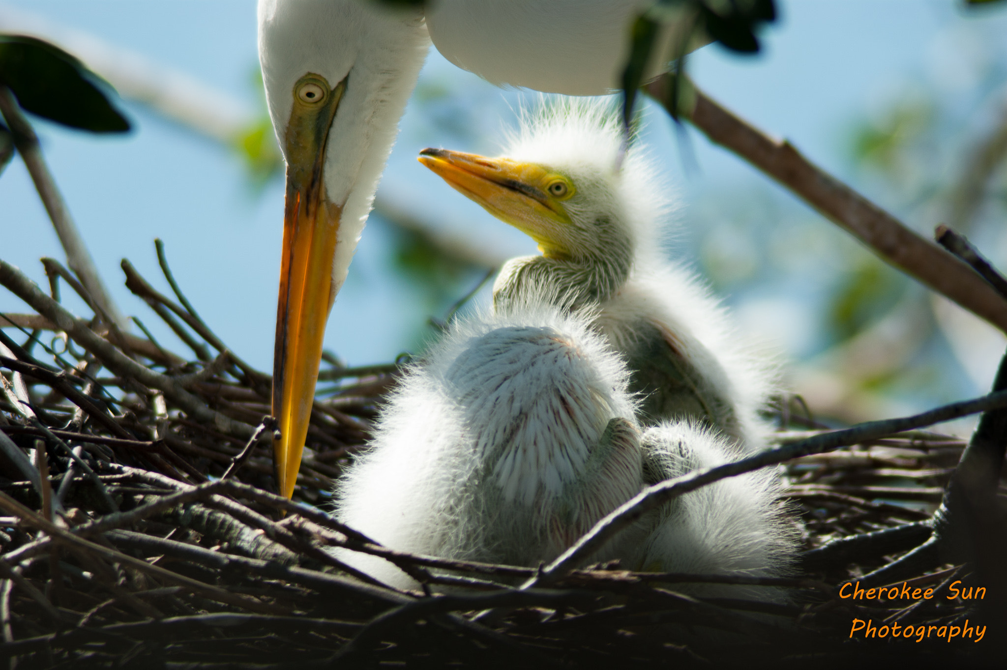 Tamron 200-400mm F5.6 LD sample photo. Mama caring for the kids photography