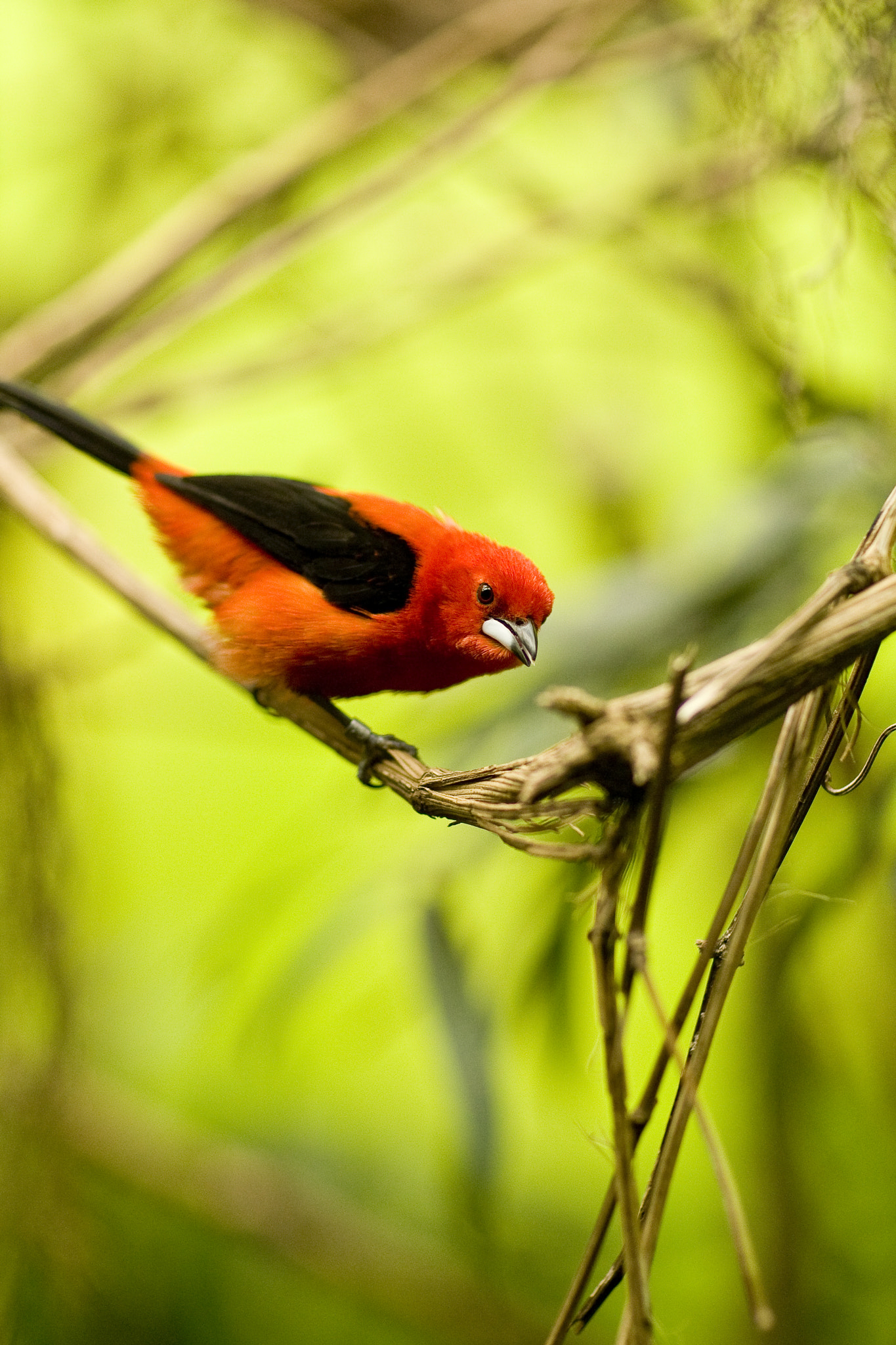 Canon EOS-1D Mark III sample photo. Red bird photography