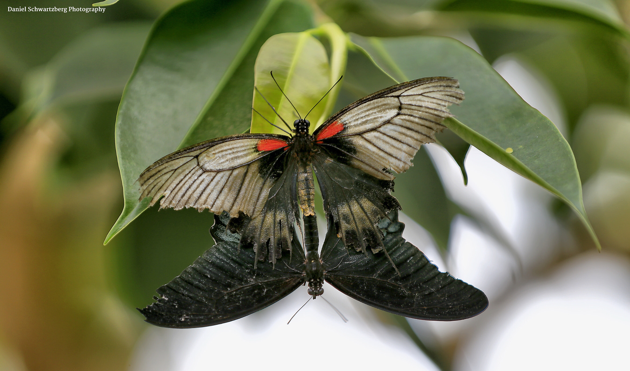 Canon EF 70-200mm F2.8L IS II USM sample photo