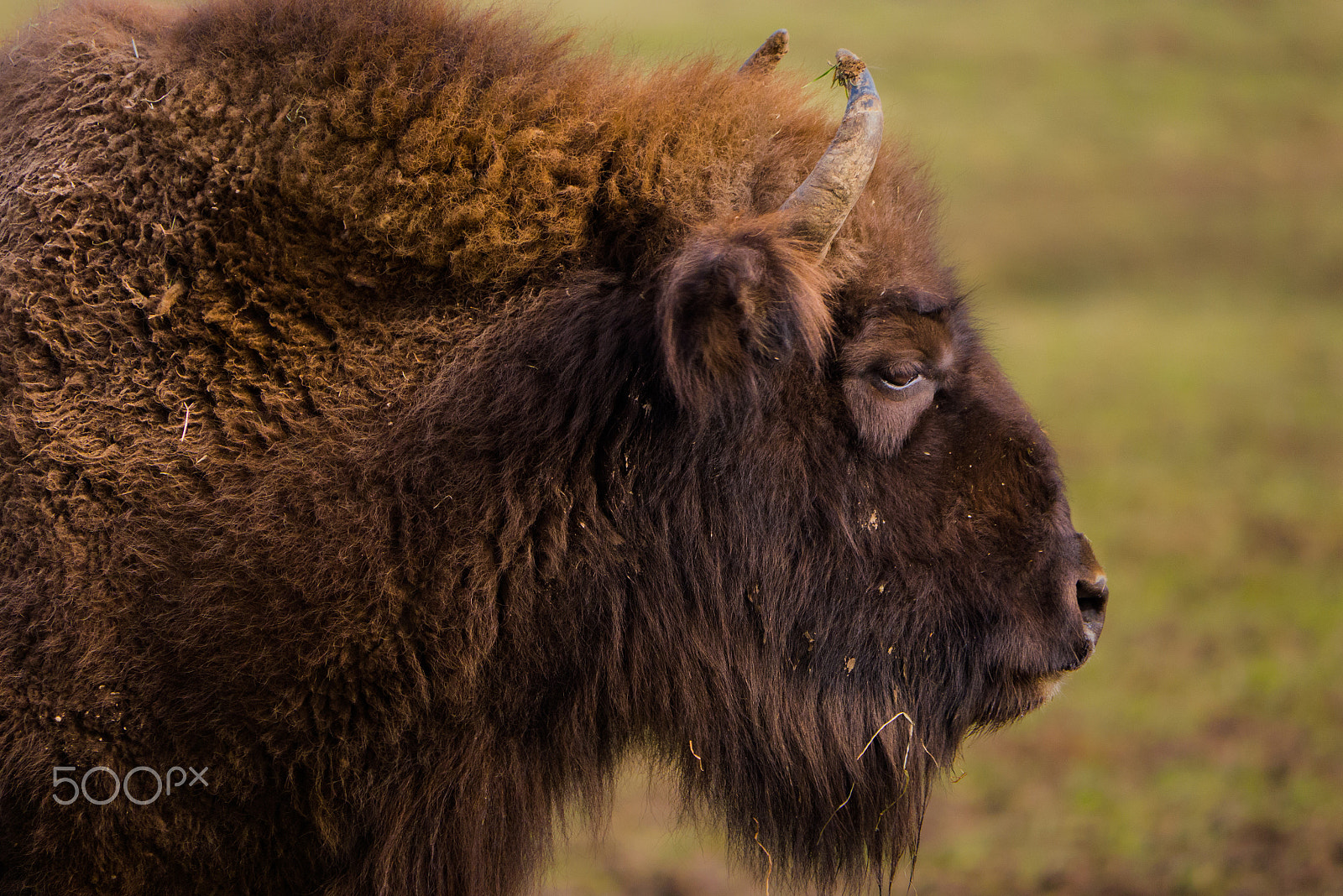 Panasonic Lumix DMC-GX7 + Panasonic Lumix G Vario 100-300mm F4-5.6 OIS sample photo. European bison (wisent) photography