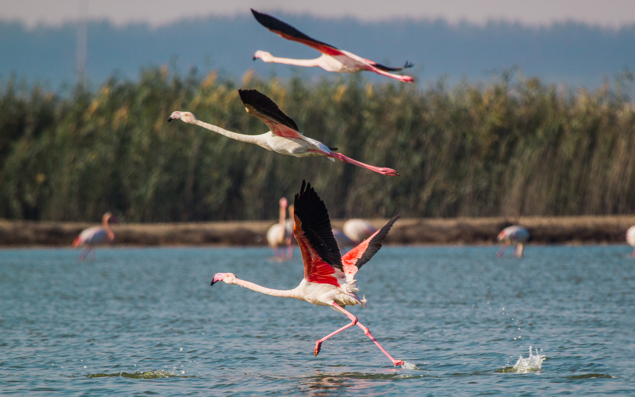 Canon EF 100-400mm F4.5-5.6L IS USM sample photo. Triple take off photography