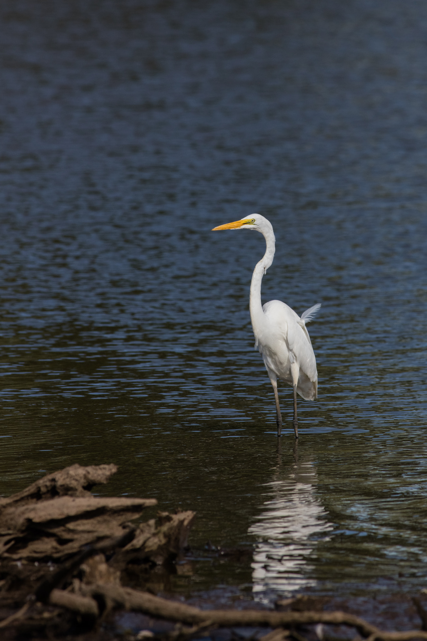 Canon EOS 5DS R + Canon EF 400mm F5.6L USM sample photo. Great egret photography