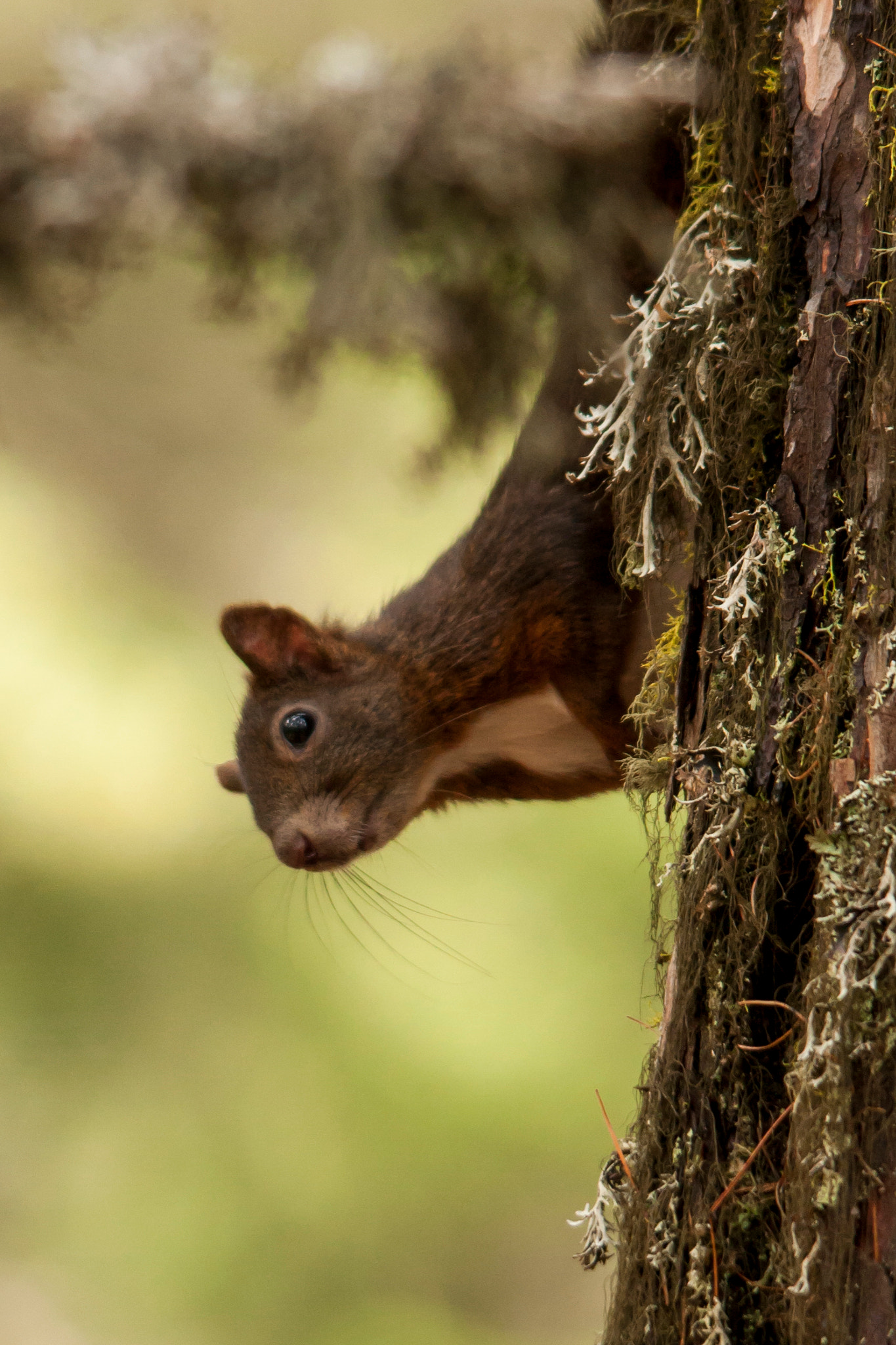 Sigma 150-500mm F5-6.3 DG OS HSM sample photo. Squirrel photography