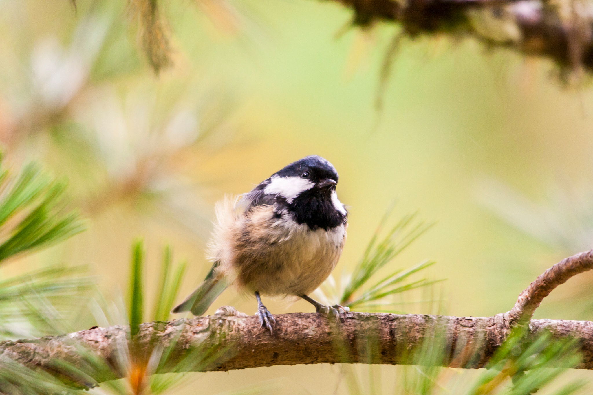 Sigma 150-500mm F5-6.3 DG OS HSM sample photo. Cinciallegra photography