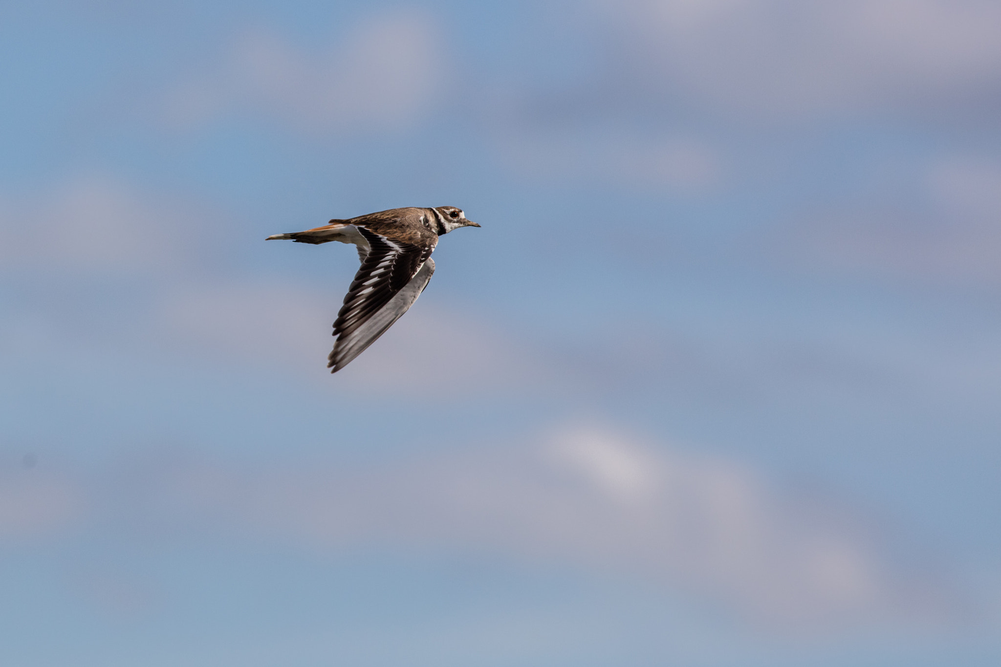 Canon EOS 5DS R + Canon EF 400mm F5.6L USM sample photo. Killdeer in flight photography