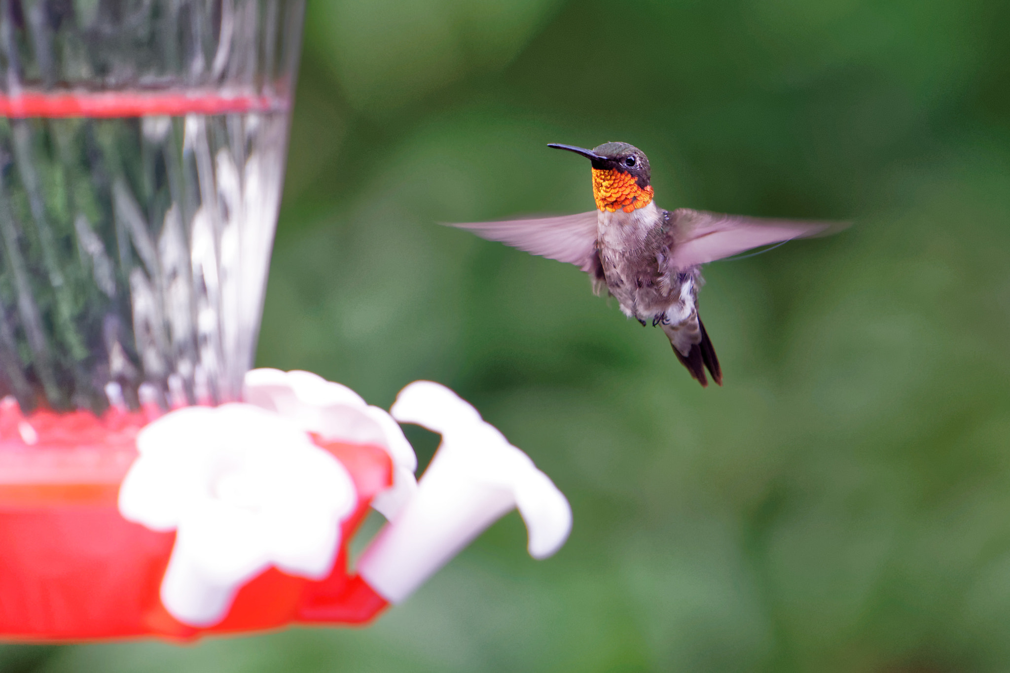 Sony a6000 + Sony FE 70-200mm F4 G OSS sample photo. Hummingbird feeding photography