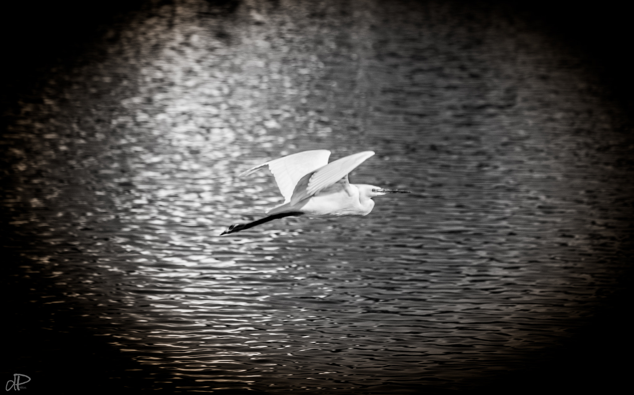 Nikon D40 sample photo. Heron photography