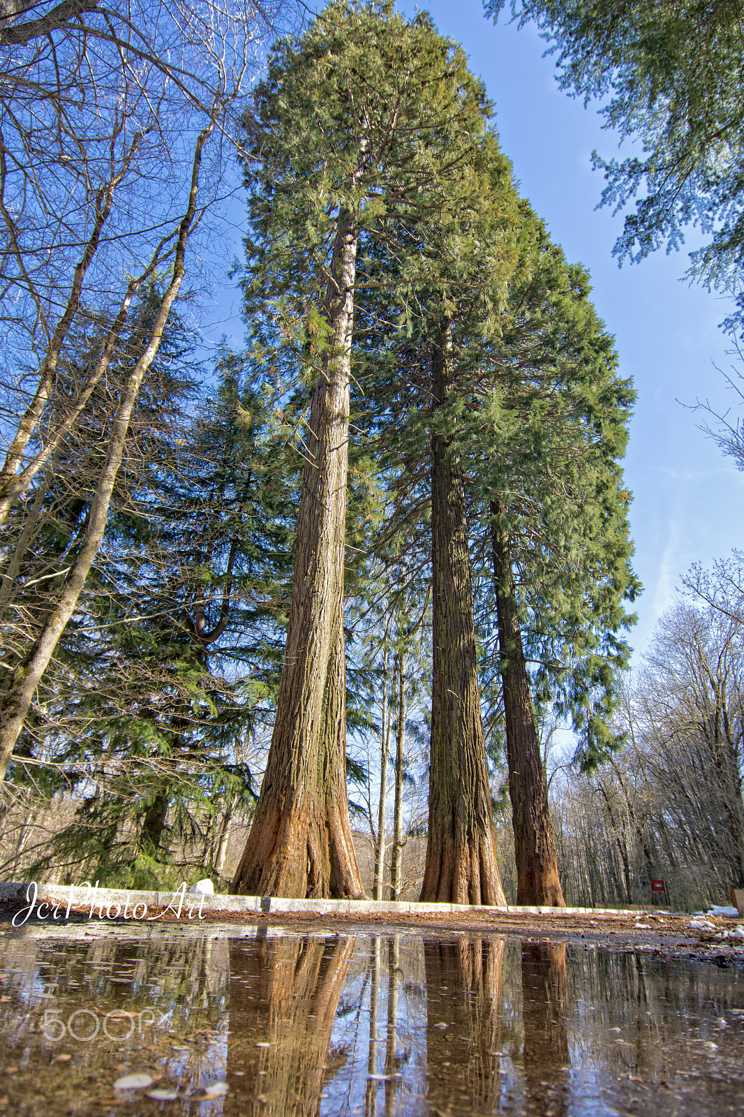 Nikon D7200 + 12,0-24,0 mm f/4,0 sample photo. Giant sequoia montseny photography