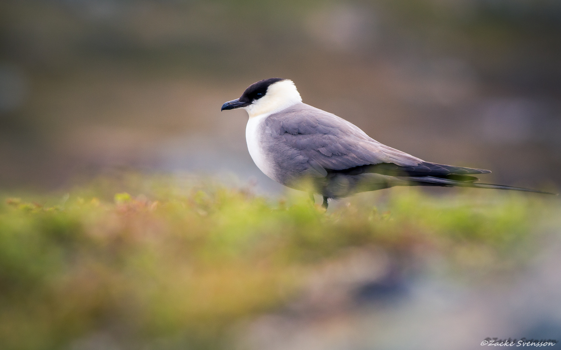 Canon EOS 700D (EOS Rebel T5i / EOS Kiss X7i) + Canon EF 400mm F5.6L USM sample photo. Long-tailed skua (stercorarius longicaudus) photography