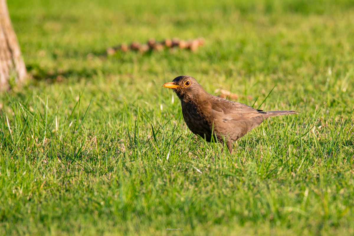 Sigma 150-600mm F5-6.3 DG OS HSM | S sample photo. Common blackbird photography