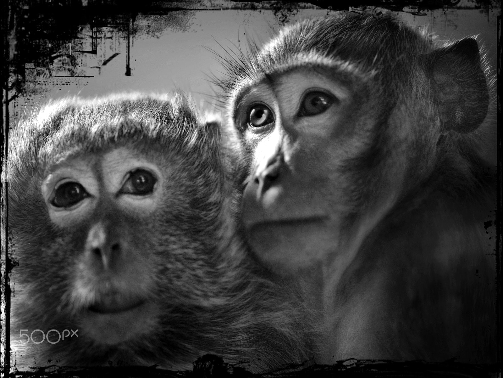 Nikon D600 sample photo. Friends for ever photography