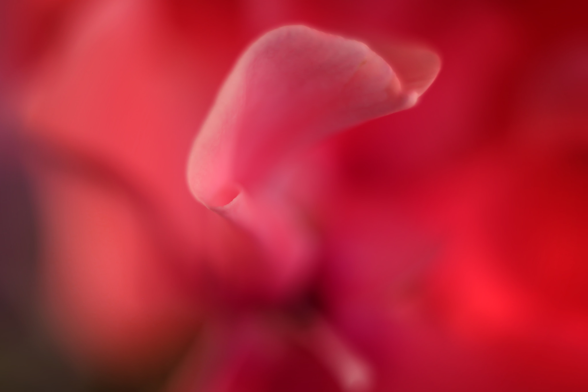 Canon EF 50mm F2.5 Macro sample photo. Serpentine offering photography