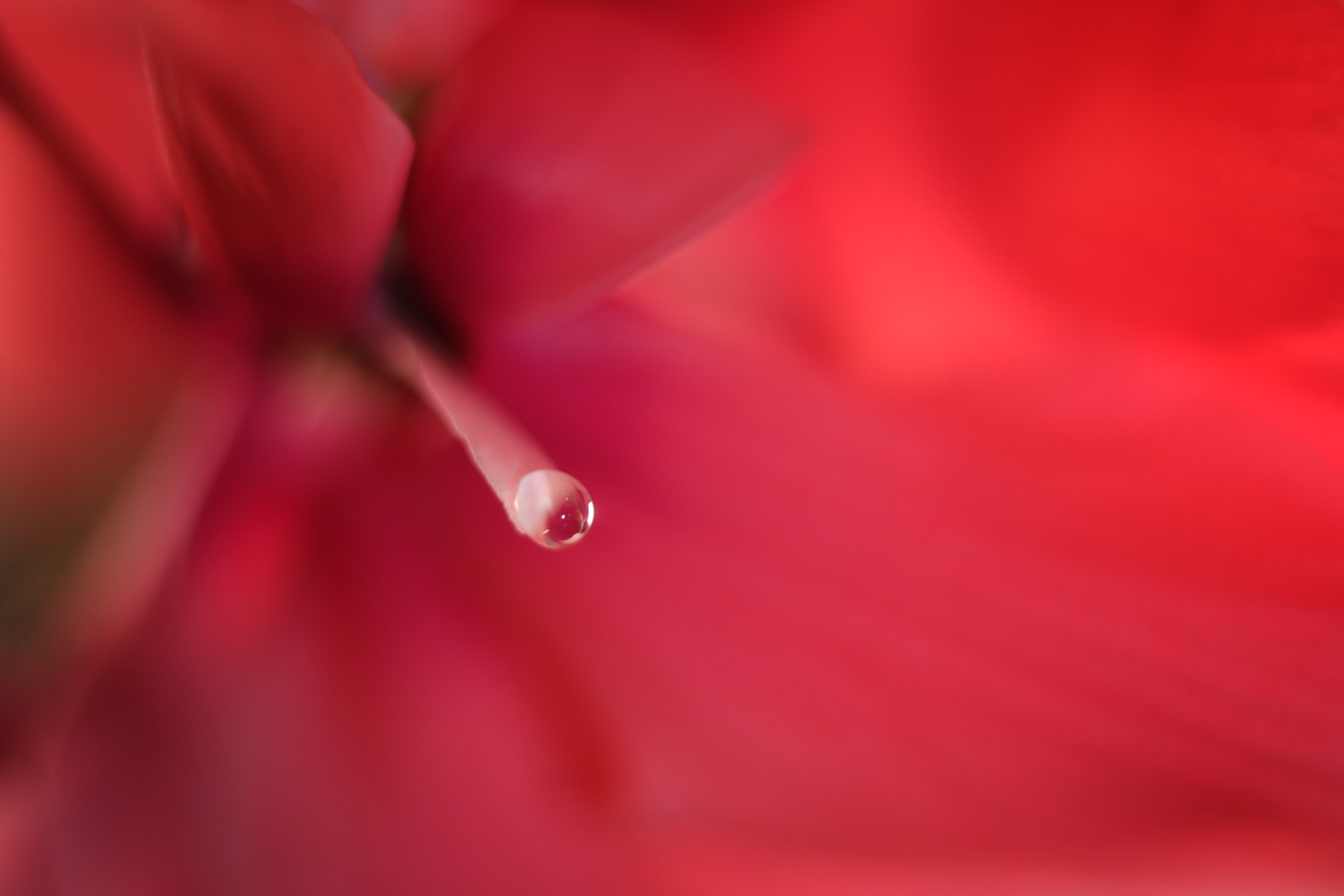 Canon EF 50mm F2.5 Macro sample photo. Sweet nectar photography