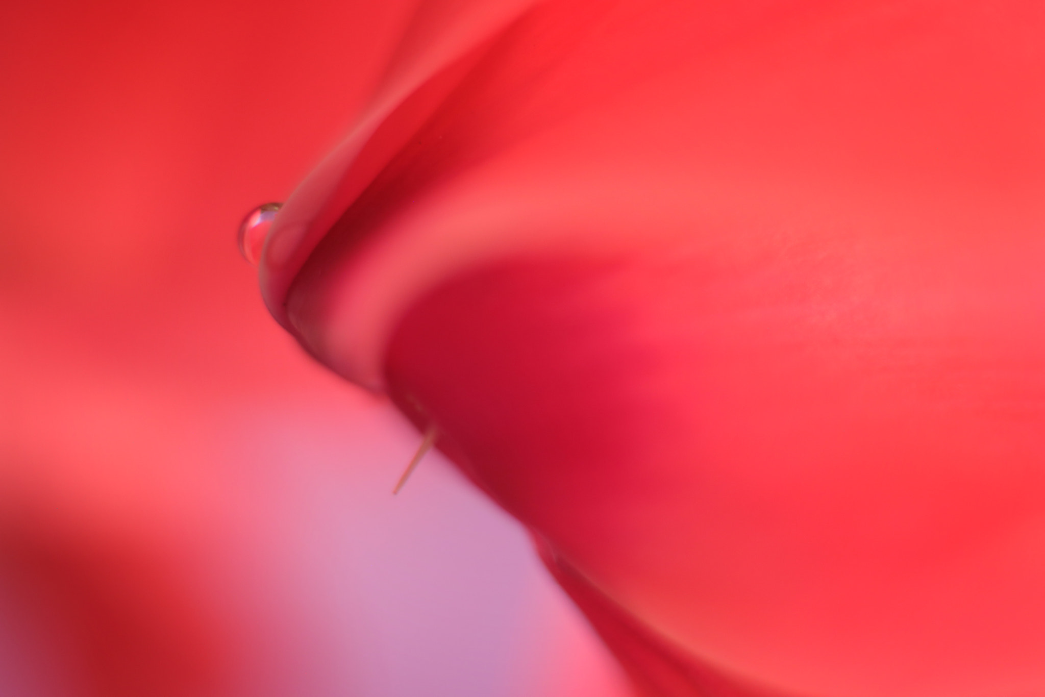 Canon EF 50mm F2.5 Macro sample photo. Blessed beloved photography