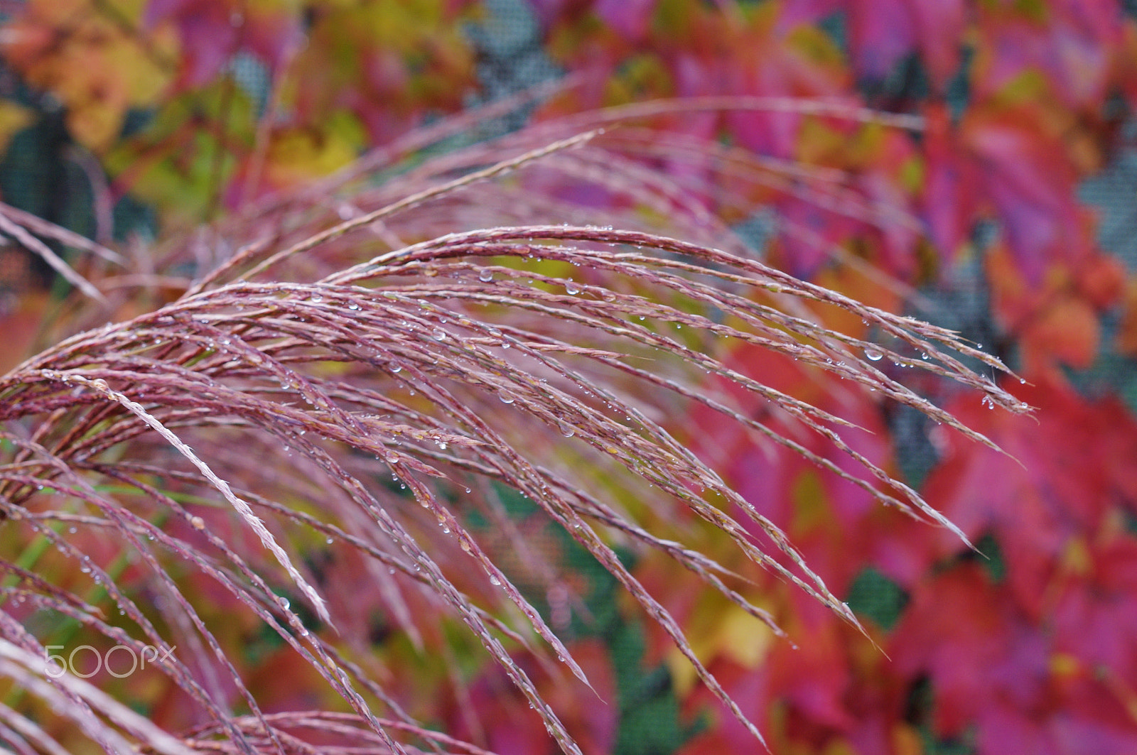 Pentax K-x sample photo. Waterdrops photography