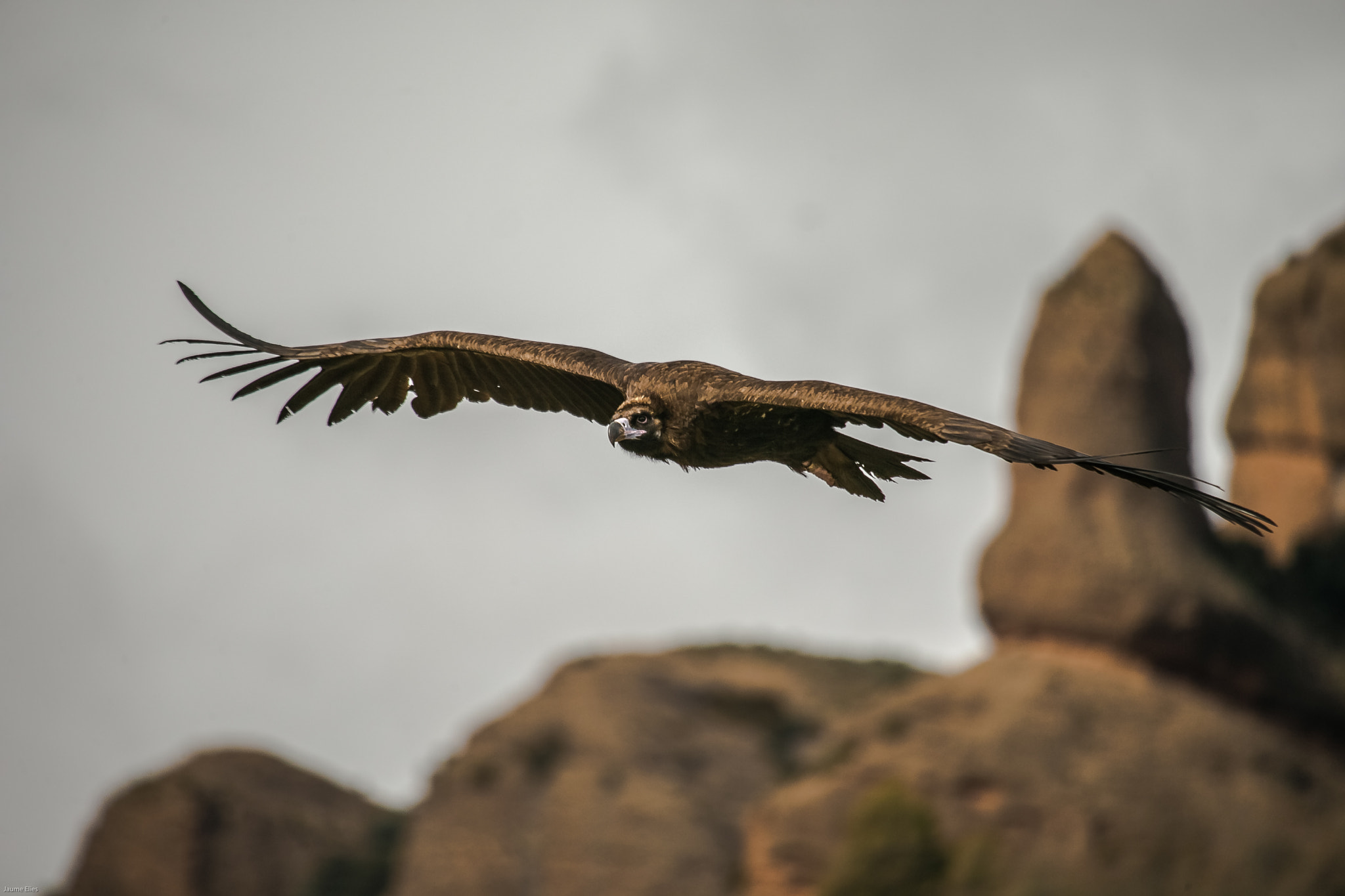 Canon EF 100-400mm F4.5-5.6L IS USM sample photo. Volto negre photography