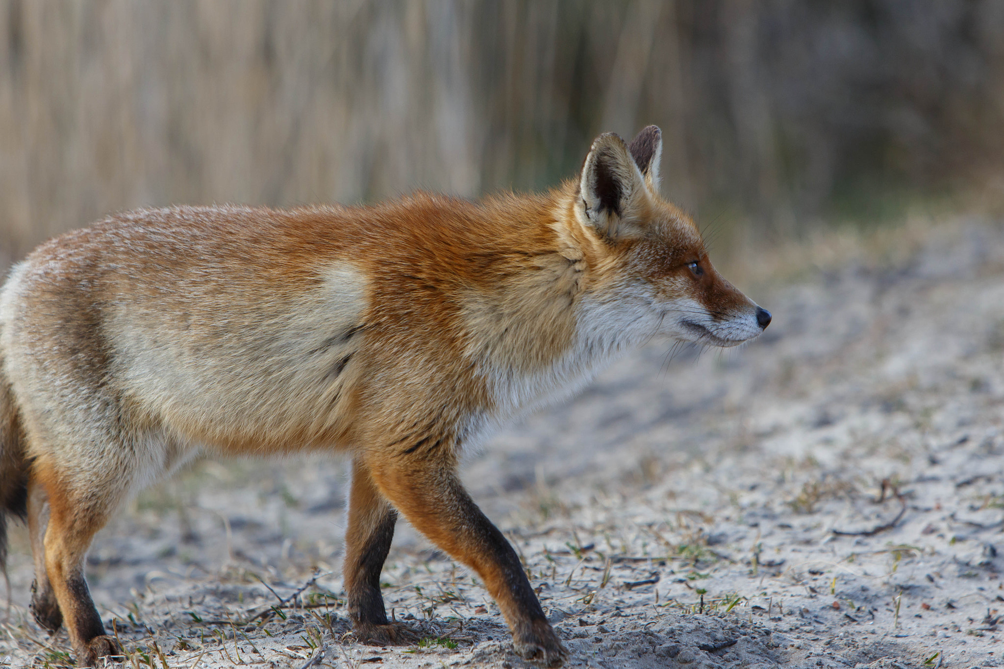 Canon EOS 6D + Canon EF 70-200mm F2.8L IS USM sample photo. Fox (vulpes vulpes) photography